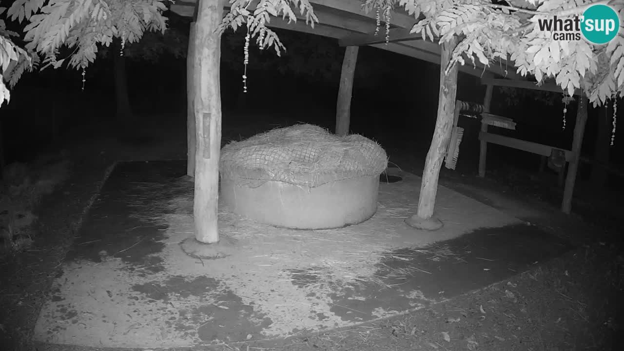 Zebre v živo v živalskem vrtu Ljubljana ZOO spletne kamere