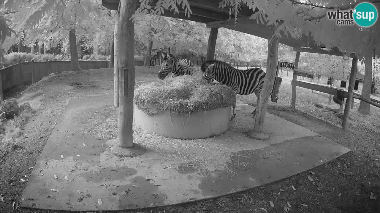 Live Webcam Zebras in Ljubljana ZOO – Slowenien