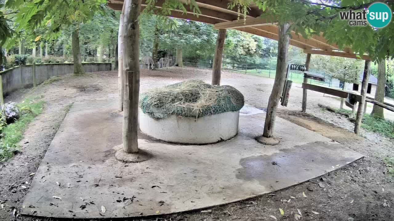 Le Zebre nello ZOO di Ljubljana – Slovenia Live webcam