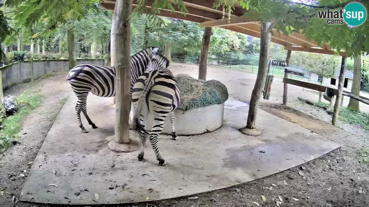 Live webcam Zebras in Ljubljana ZOO – Slovenia