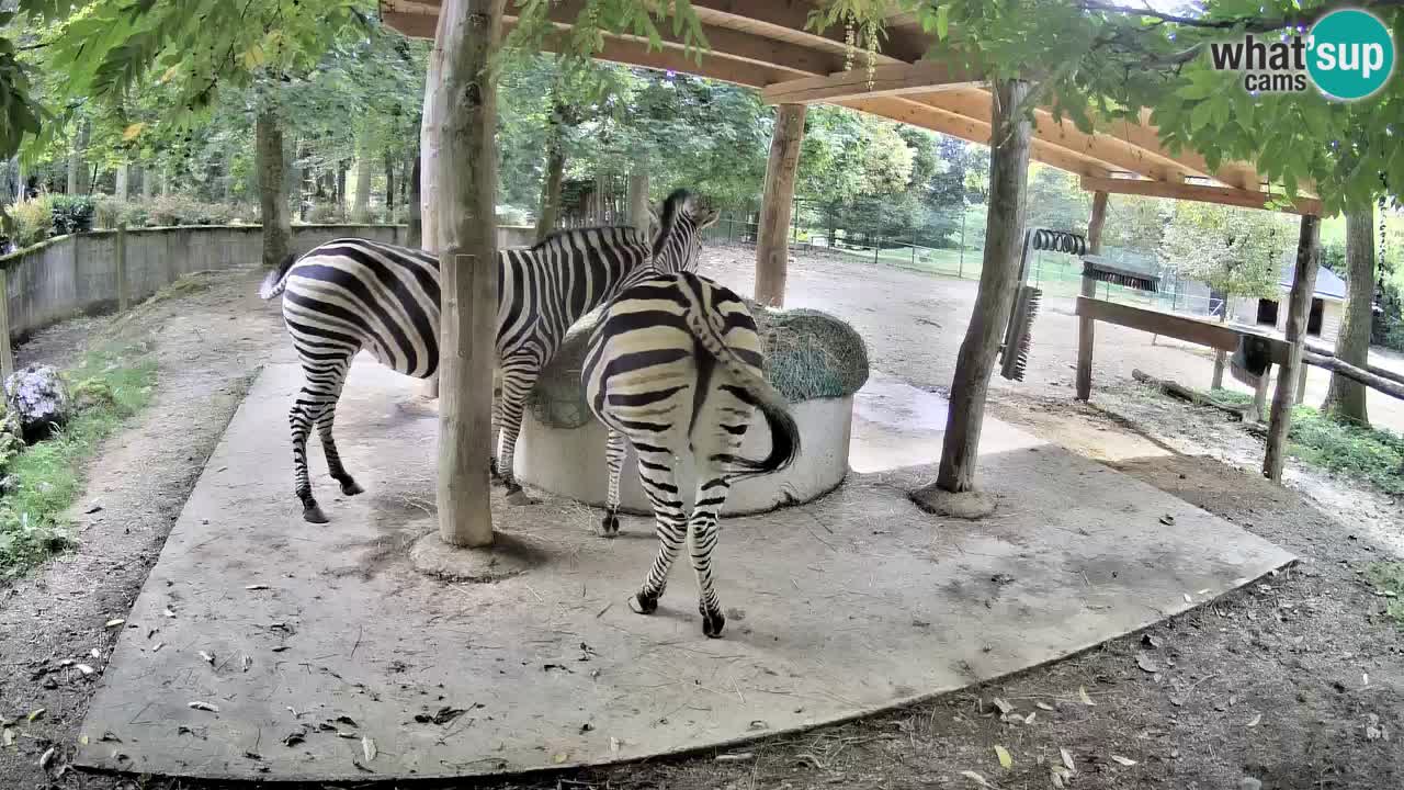Zebre v živo v živalskem vrtu Ljubljana ZOO spletne kamere