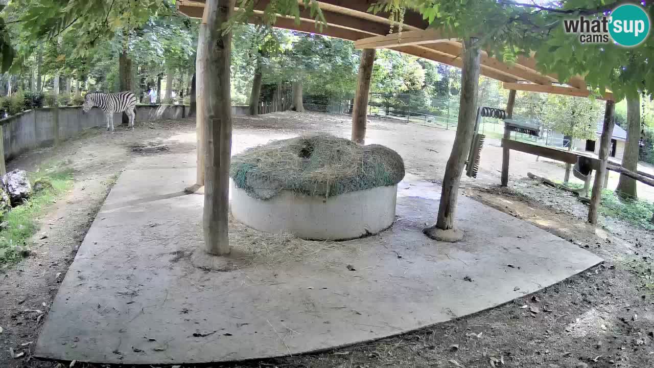 Web kamera uživo Zebras u ZOO Ljubljana – Slovenija
