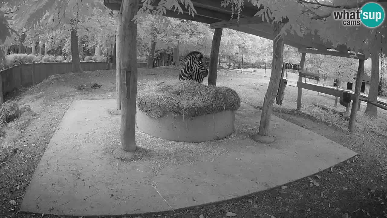Camera en vivo Cebras in Ljubljana ZOO – Eslovenia