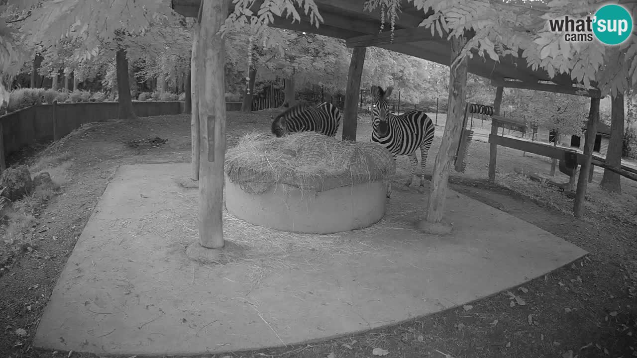 Camera en vivo Cebras in Ljubljana ZOO – Eslovenia