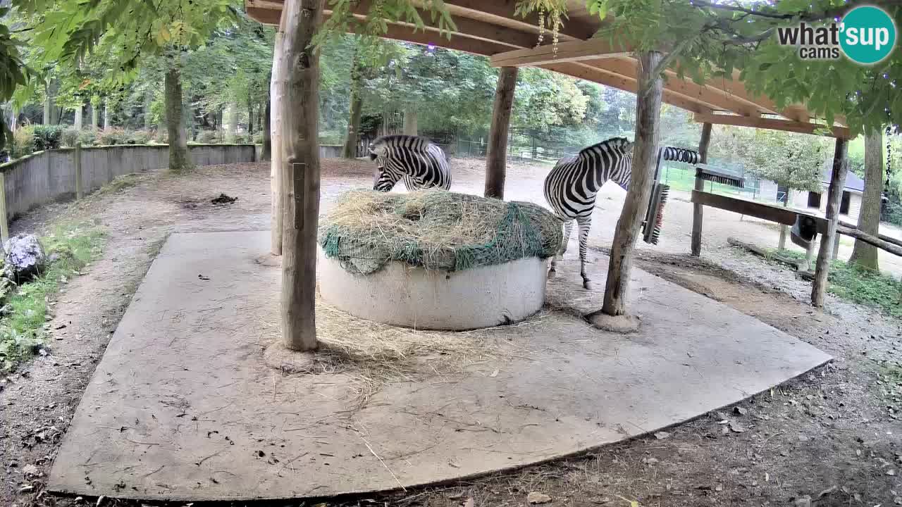 Web kamera uživo Zebras u ZOO Ljubljana – Slovenija