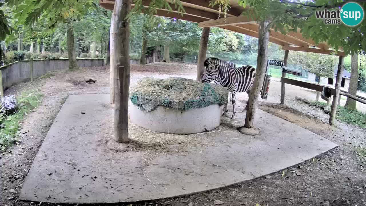 Le Zebre nello ZOO di Ljubljana – Slovenia Live webcam