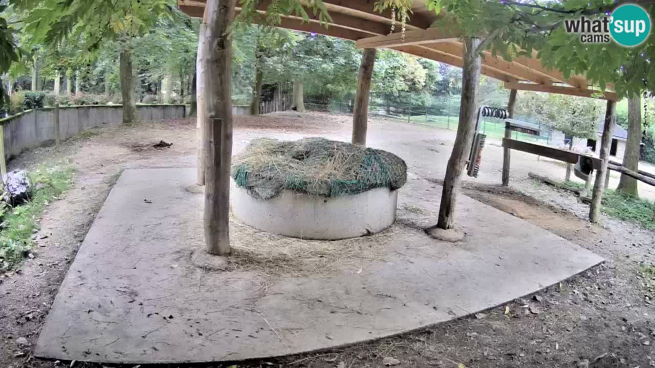 Camera en vivo Cebras in Ljubljana ZOO – Eslovenia