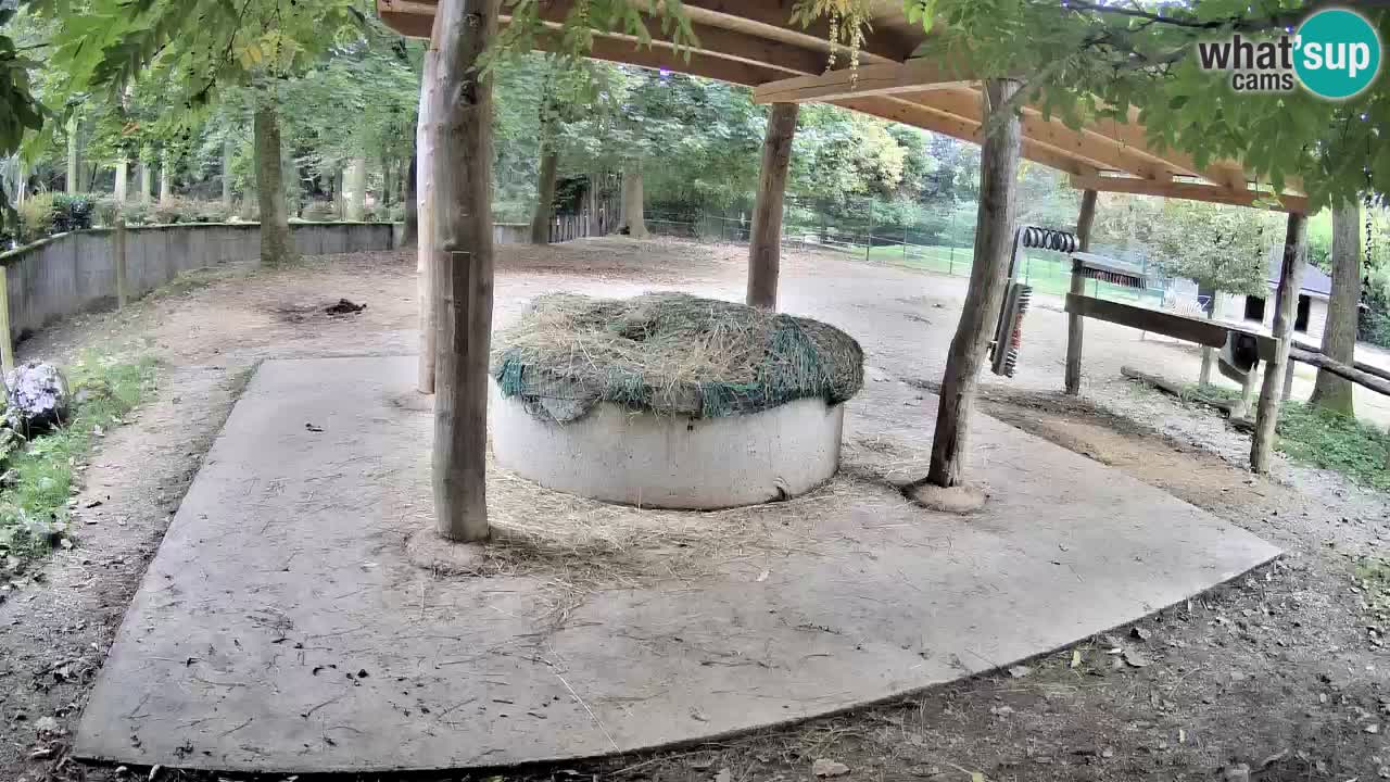Live webcam Zebras in Ljubljana ZOO – Slovenia