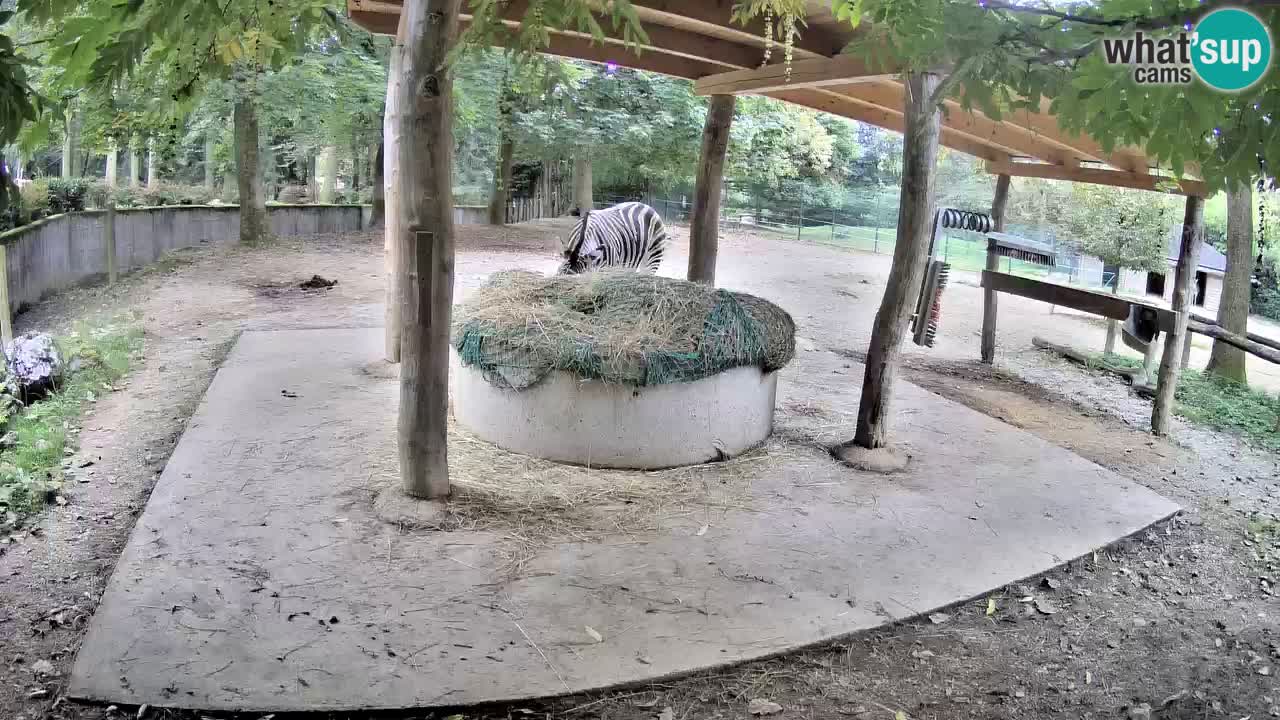 Le Zebre nello ZOO di Ljubljana – Slovenia Live webcam