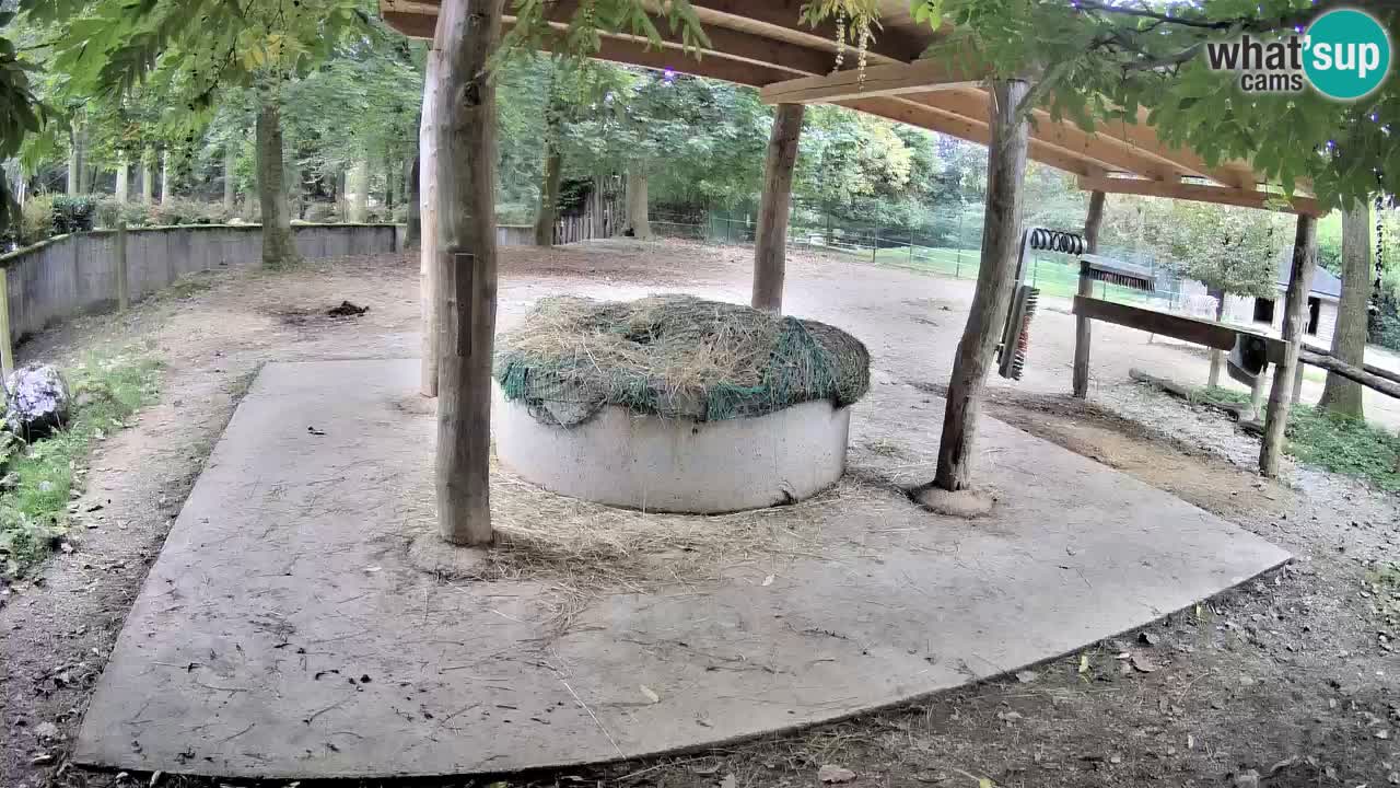 Le Zebre nello ZOO di Ljubljana – Slovenia Live webcam