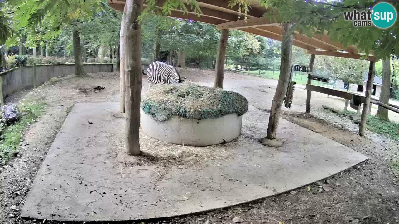 Zebre v živo v živalskem vrtu Ljubljana ZOO spletne kamere