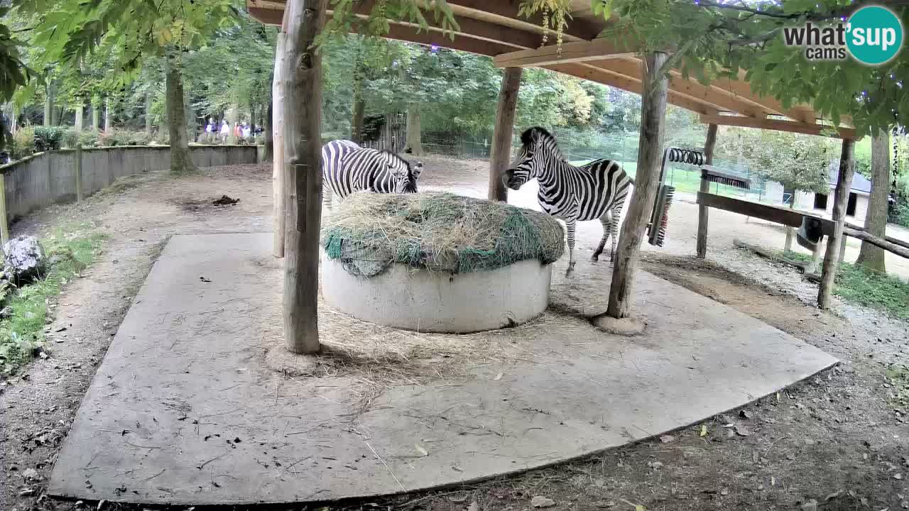 Live Webcam Zebras in Ljubljana ZOO – Slowenien