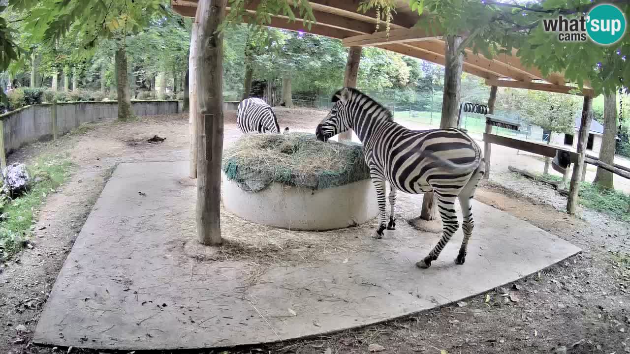 Live webcam Les zèbres in Ljubljana ZOO – Slovénie