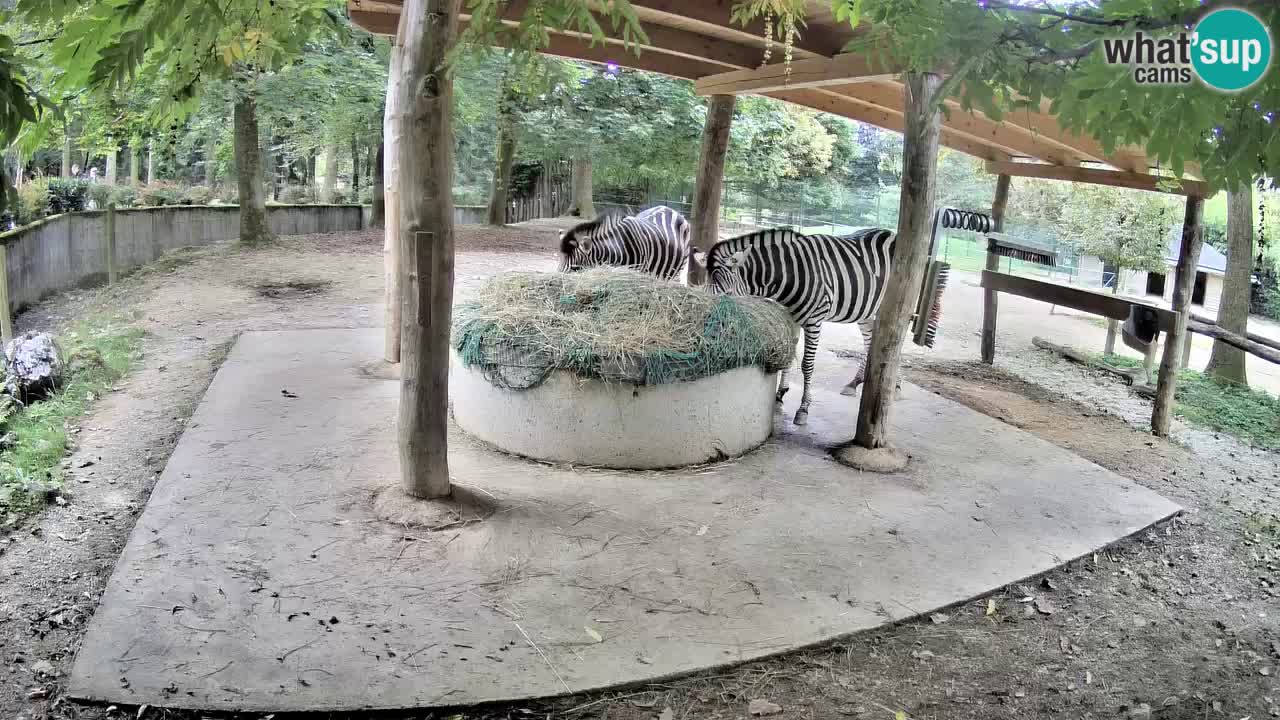 Live webcam Les zèbres in Ljubljana ZOO – Slovénie