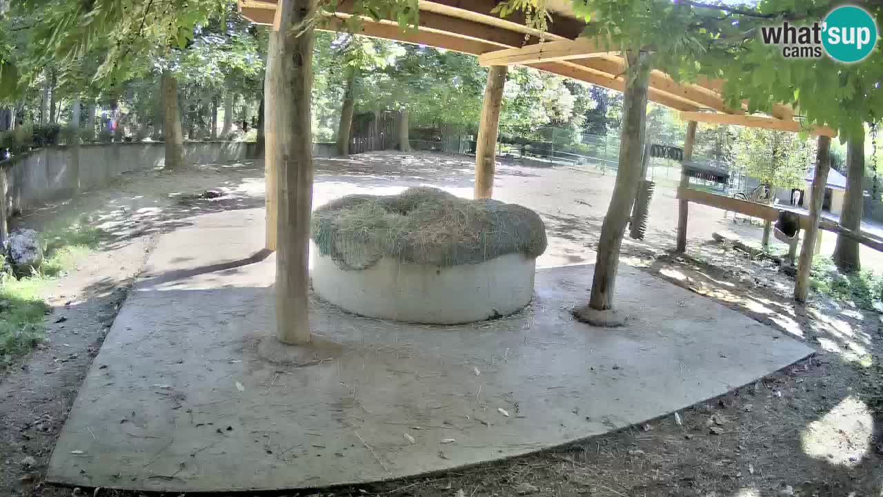Live webcam Zebras in Ljubljana ZOO – Slovenia