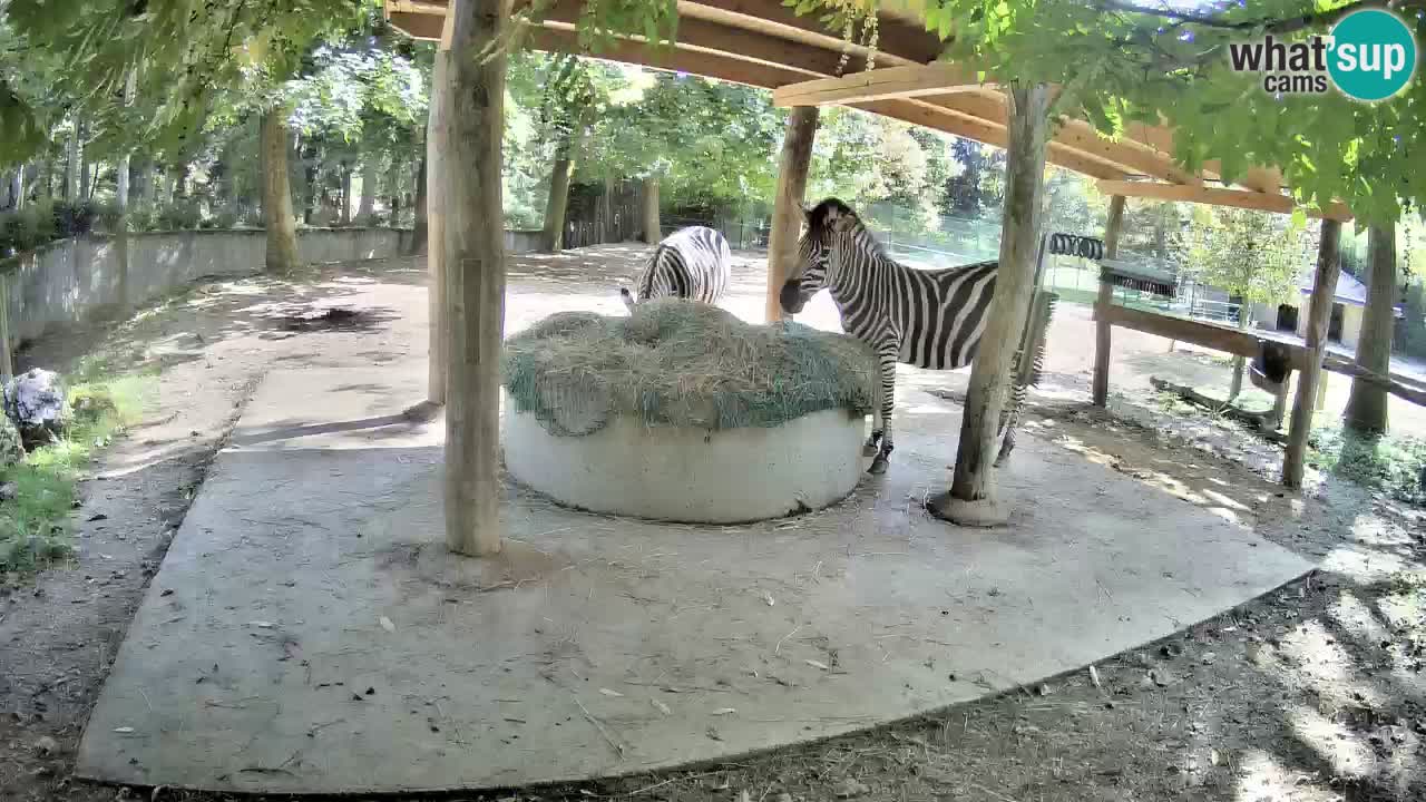 Live webcam Zebras in Ljubljana ZOO – Slovenia