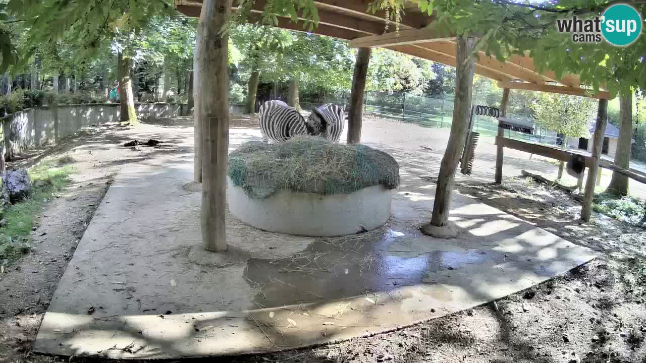 Live webcam Zebras in Ljubljana ZOO – Slovenia