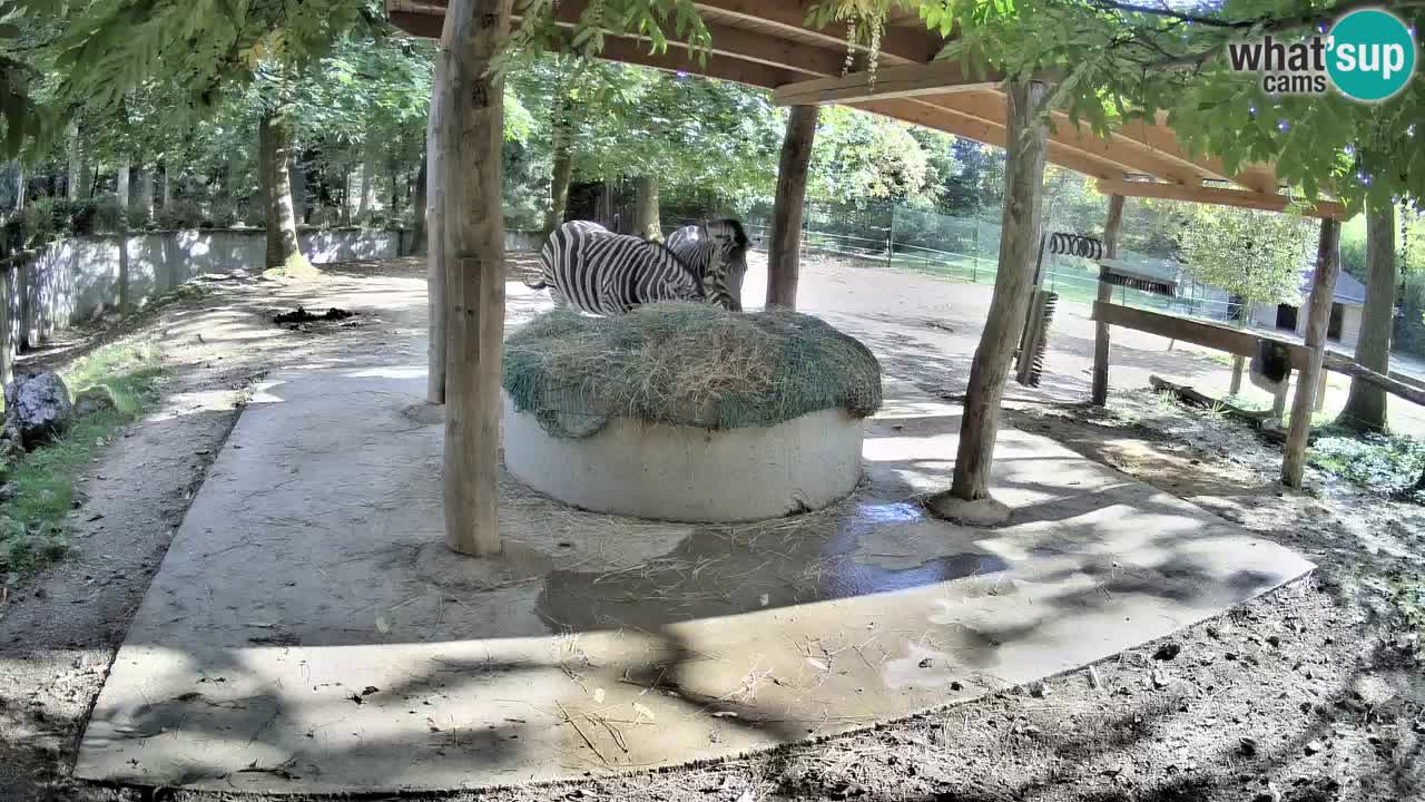 Camera en vivo Cebras in Ljubljana ZOO – Eslovenia