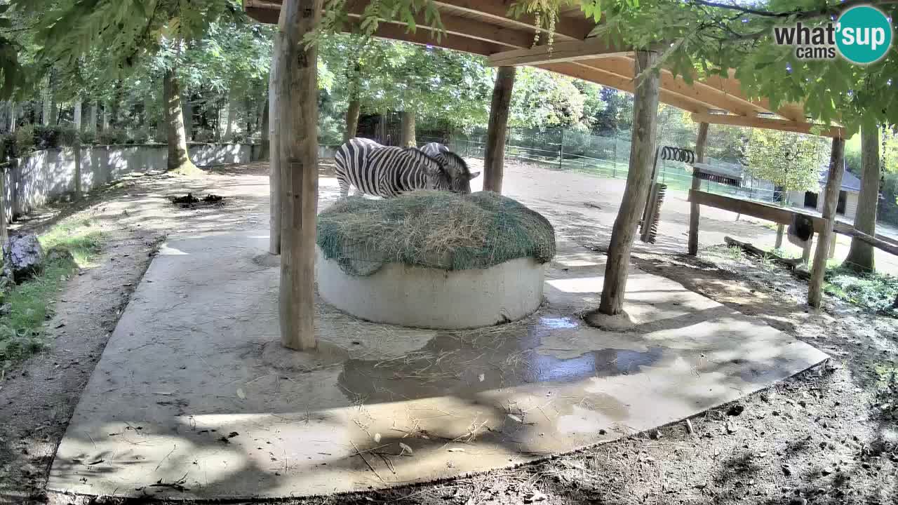 Live Webcam Zebras in Ljubljana ZOO – Slowenien