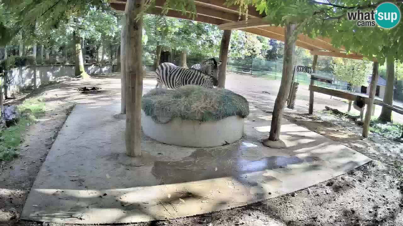 Live webcam Les zèbres in Ljubljana ZOO – Slovénie