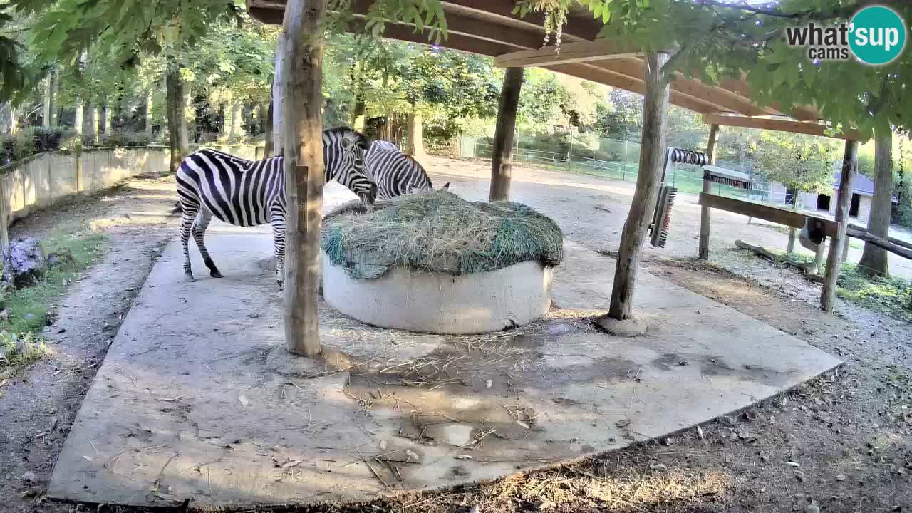 Live Webcam Zebras in Ljubljana ZOO – Slowenien