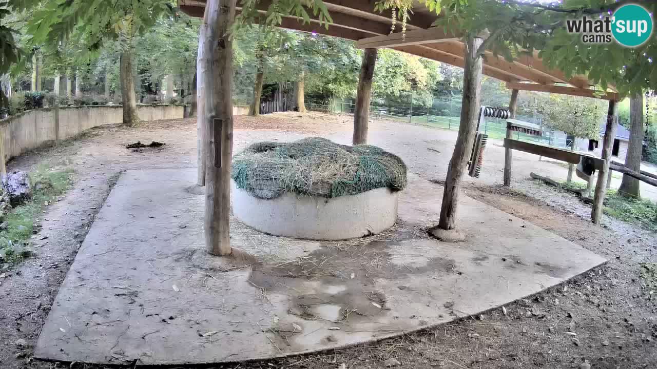 Live webcam Les zèbres in Ljubljana ZOO – Slovénie