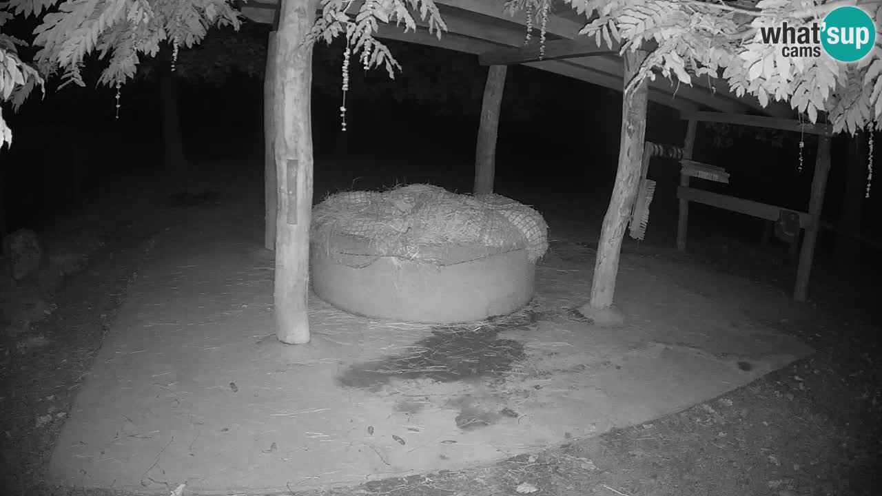 Live webcam Zebras in Ljubljana ZOO – Slovenia