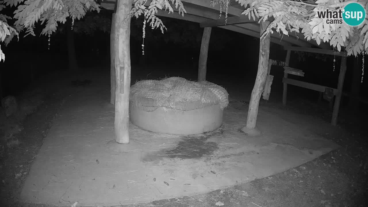 Camera en vivo Cebras in Ljubljana ZOO – Eslovenia