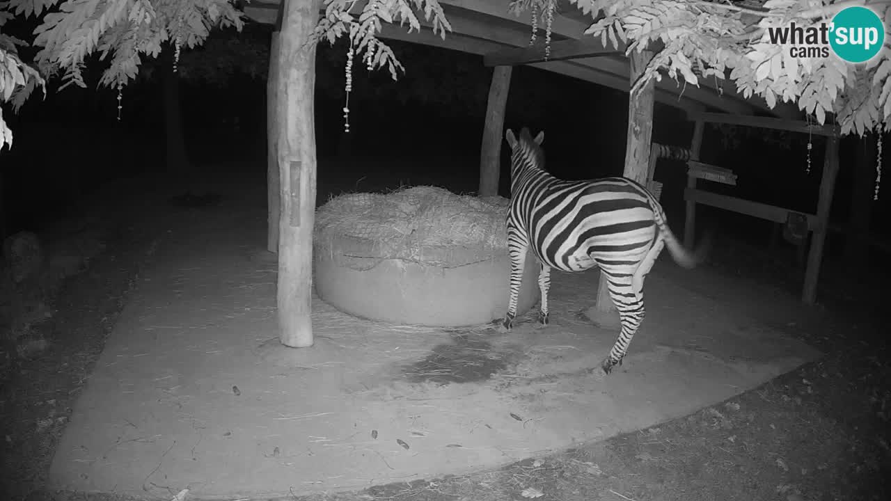 Zebre v živo v živalskem vrtu Ljubljana ZOO spletne kamere