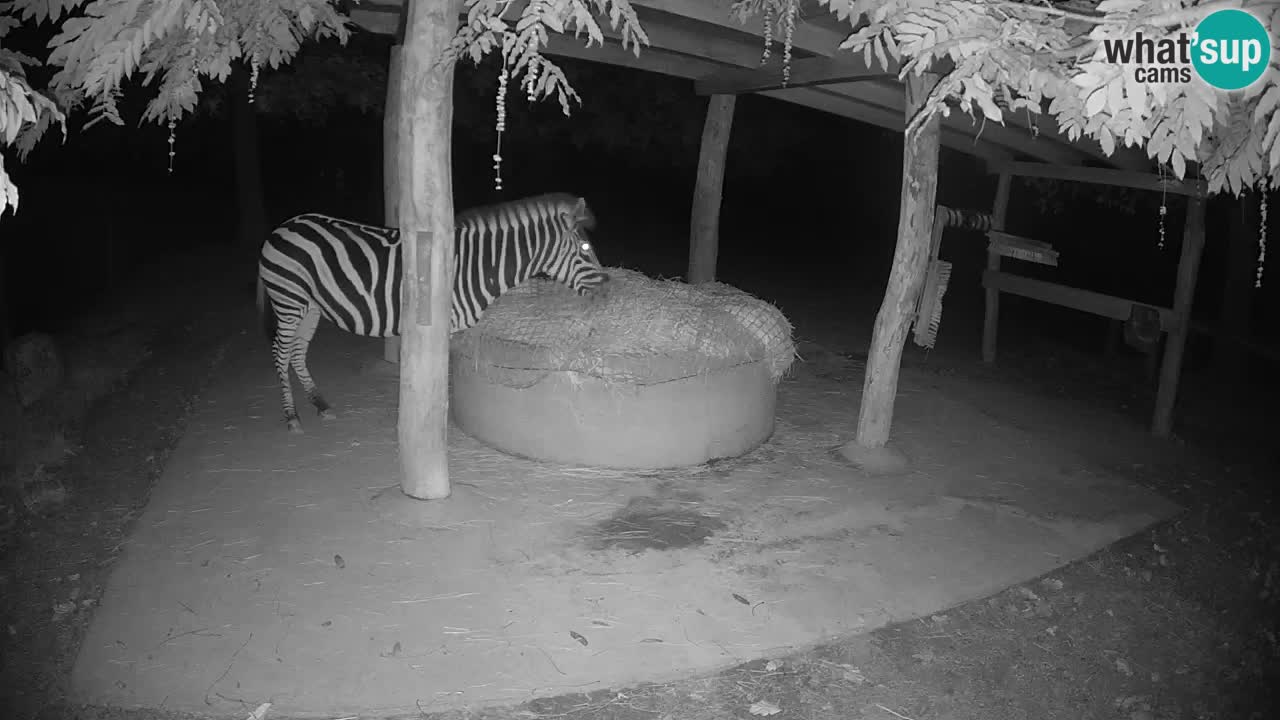 Live webcam Zebras in Ljubljana ZOO – Slovenia