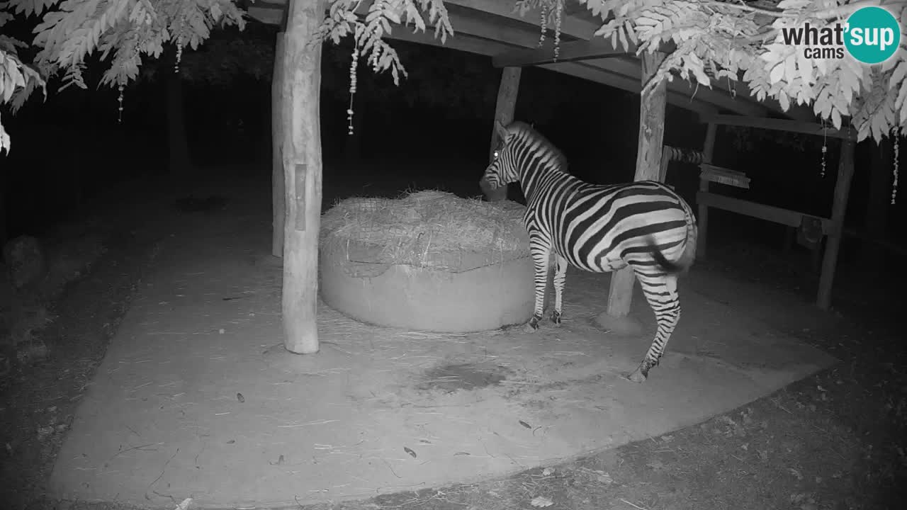 Web kamera uživo Zebras u ZOO Ljubljana – Slovenija