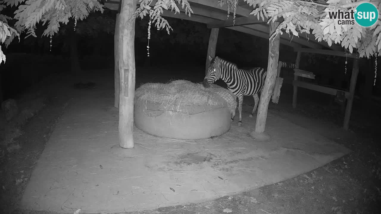 Live webcam Zebras in Ljubljana ZOO – Slovenia