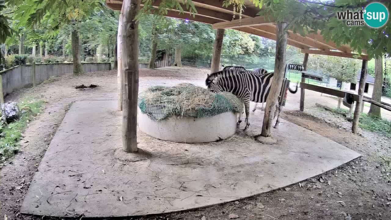 Le Zebre nello ZOO di Ljubljana – Slovenia Live webcam