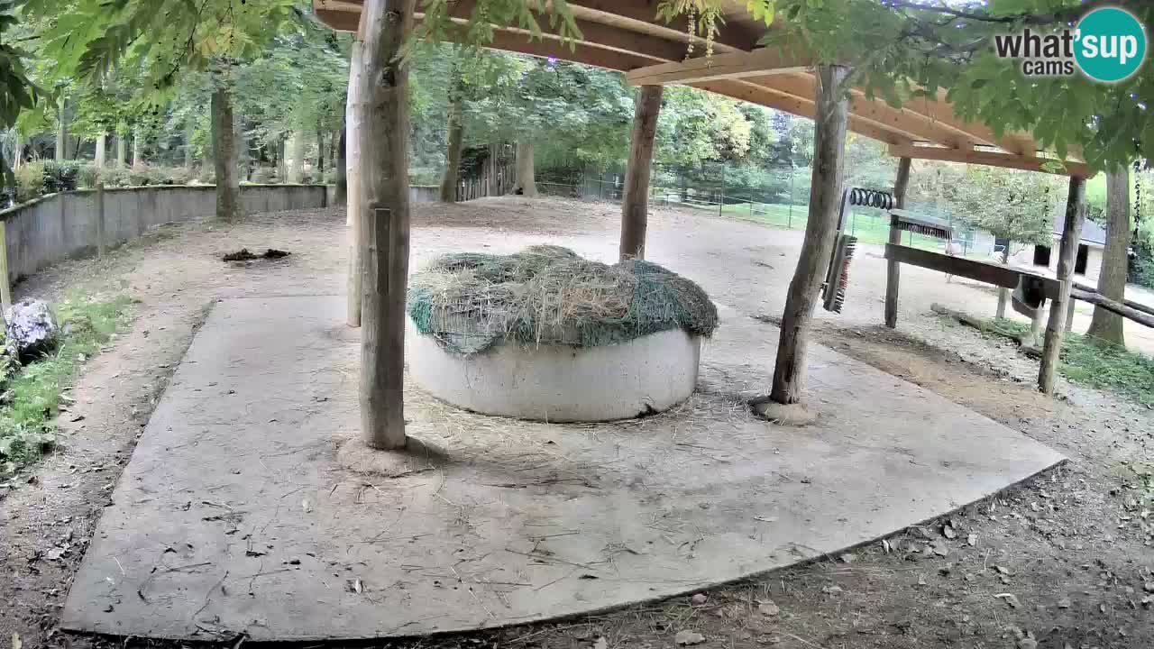Live webcam Les zèbres in Ljubljana ZOO – Slovénie