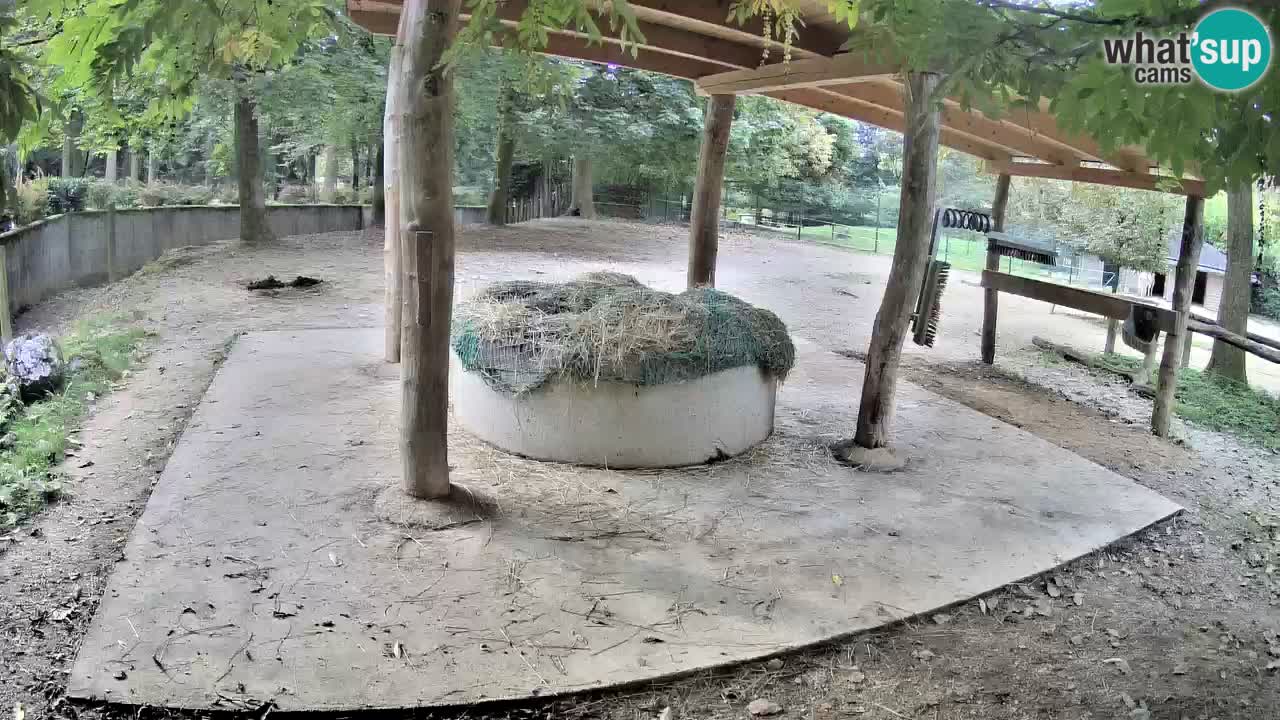 Zebre v živo v živalskem vrtu Ljubljana ZOO spletne kamere