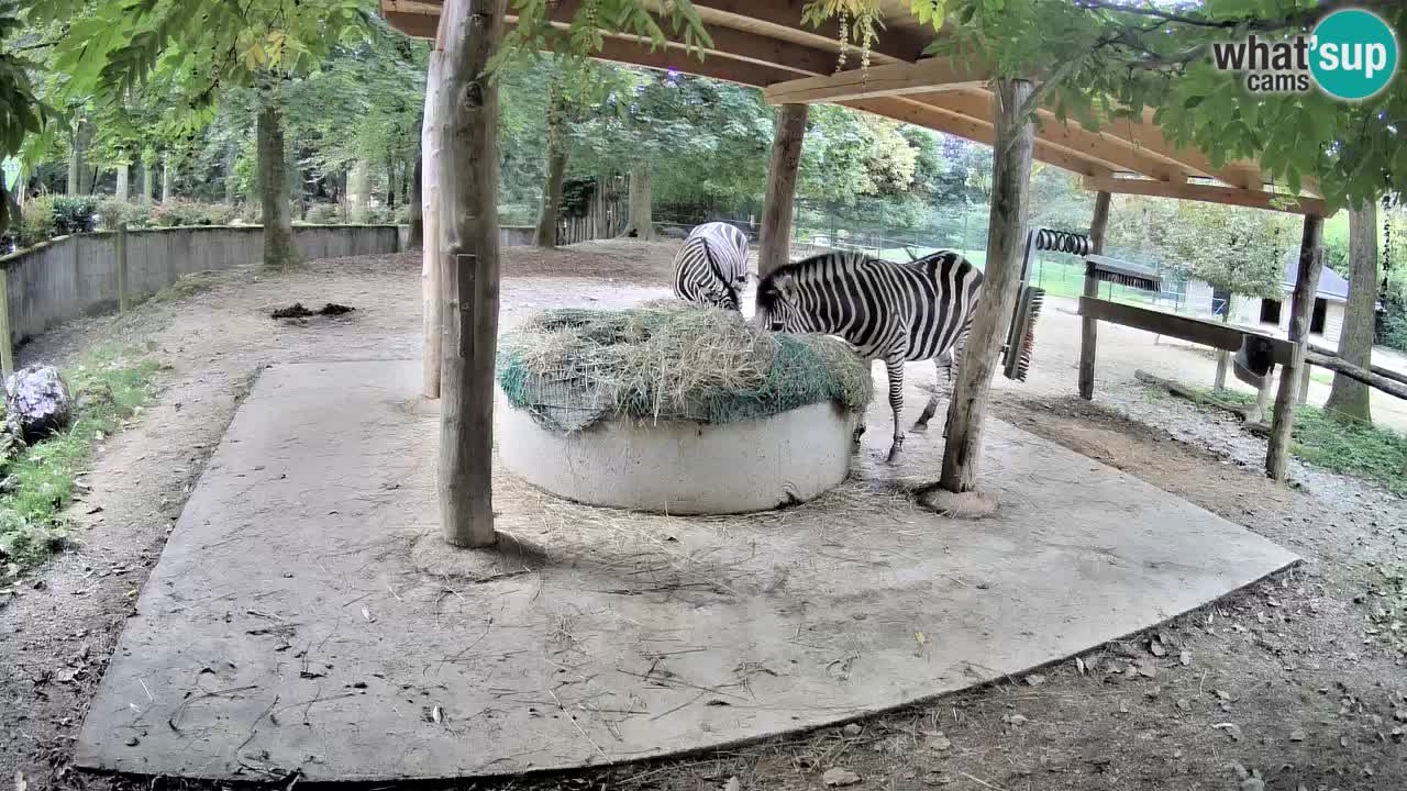 Le Zebre nello ZOO di Ljubljana – Slovenia Live webcam