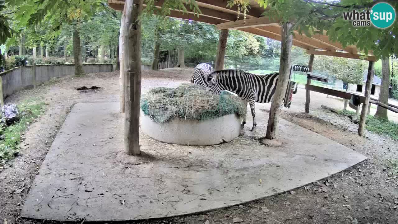 Live webcam Zebras in Ljubljana ZOO – Slovenia