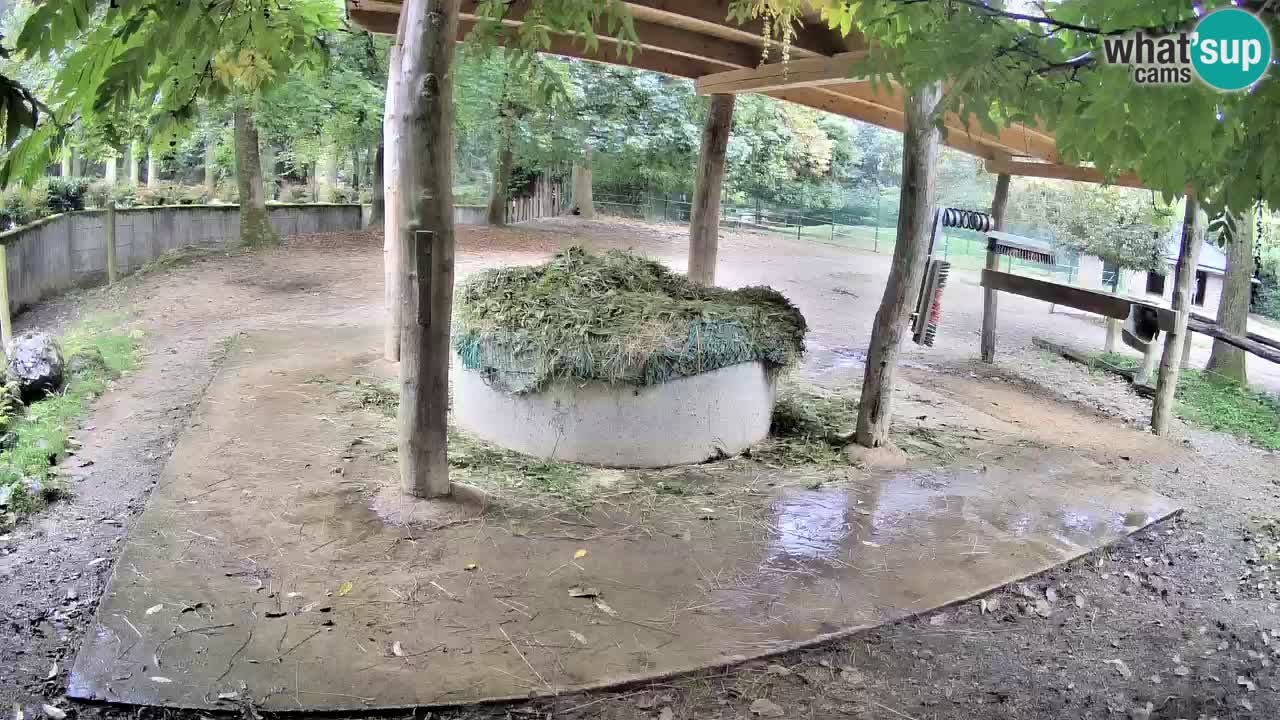 Camera en vivo Cebras in Ljubljana ZOO – Eslovenia