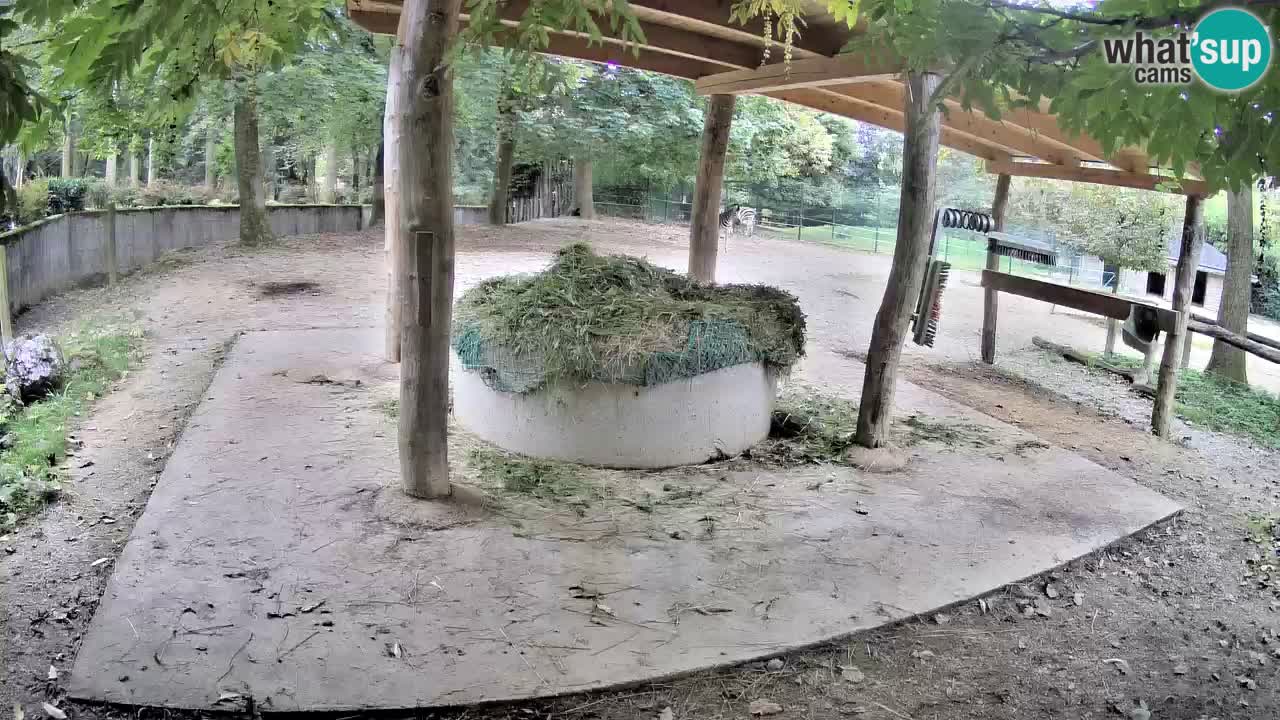Live webcam Les zèbres in Ljubljana ZOO – Slovénie
