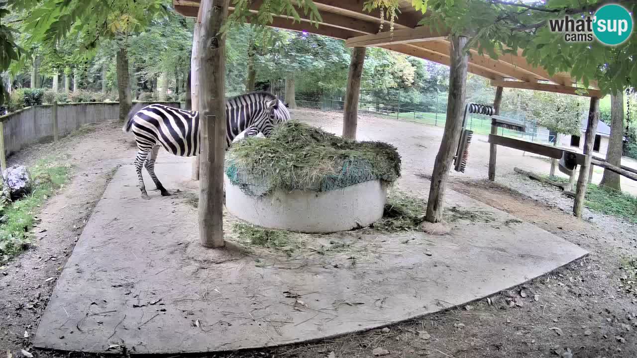 Live webcam Zebras in Ljubljana ZOO – Slovenia