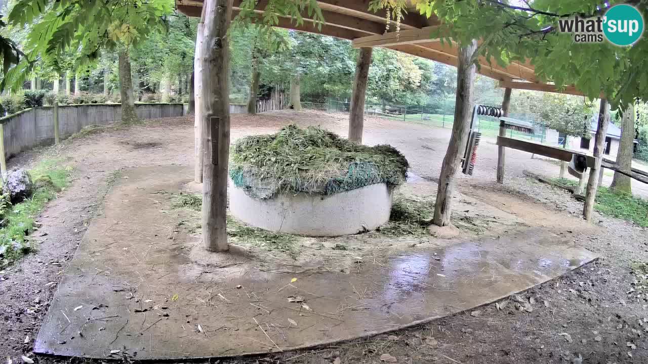Zebre v živo v živalskem vrtu Ljubljana ZOO spletne kamere