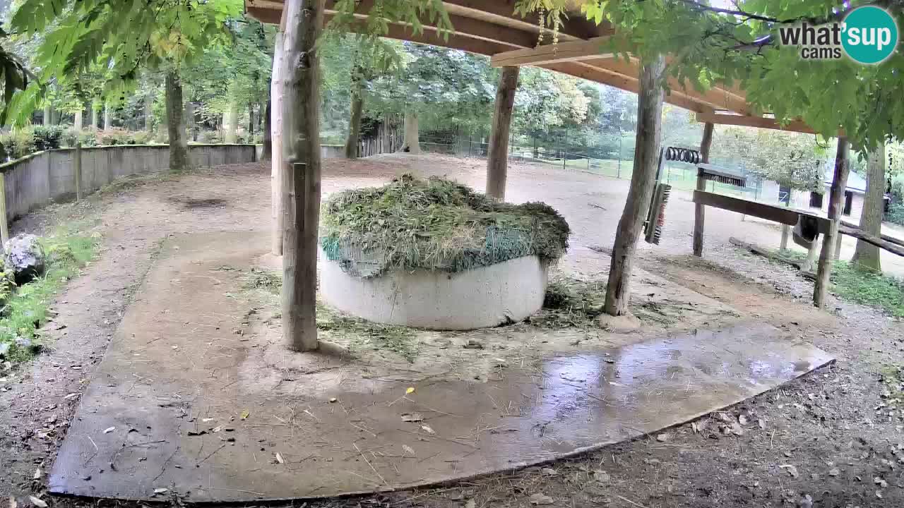 Zebre v živo v živalskem vrtu Ljubljana ZOO spletne kamere
