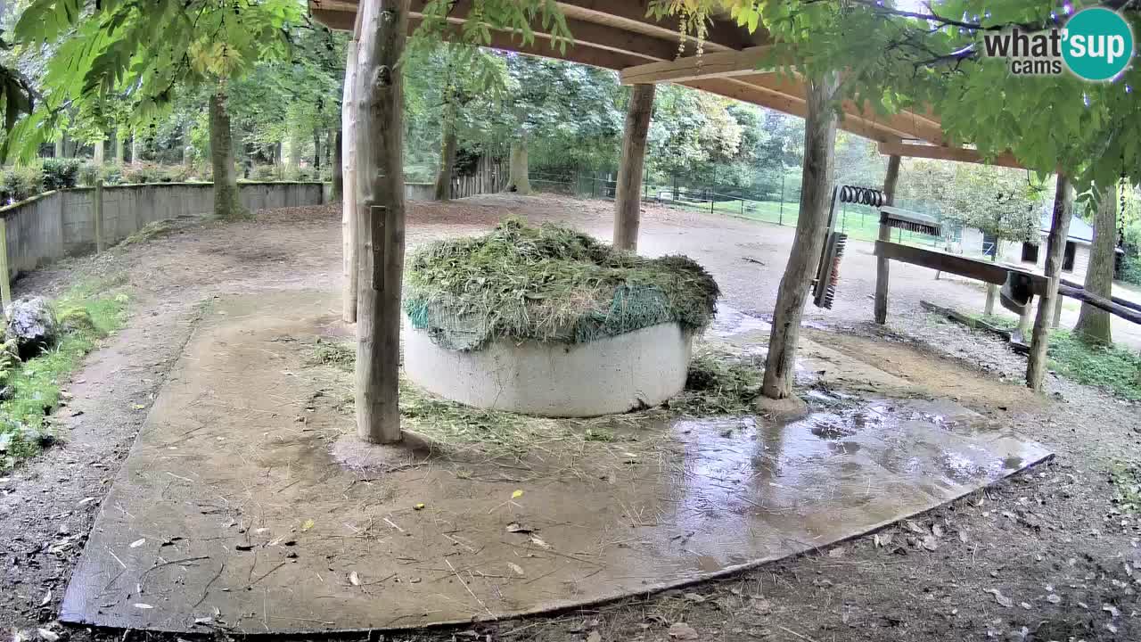 Live webcam Zebras in Ljubljana ZOO – Slovenia