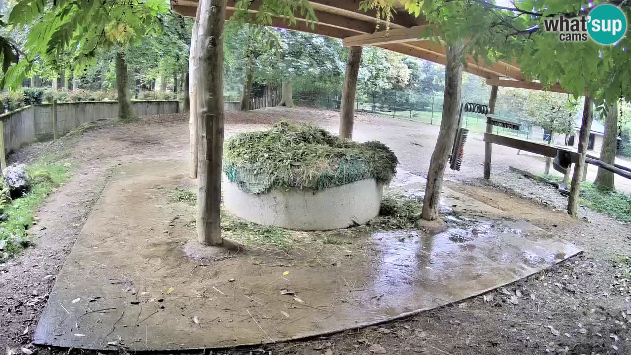 Zebre v živo v živalskem vrtu Ljubljana ZOO spletne kamere