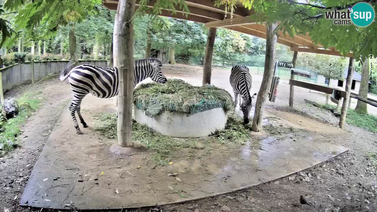 Camera en vivo Cebras in Ljubljana ZOO – Eslovenia