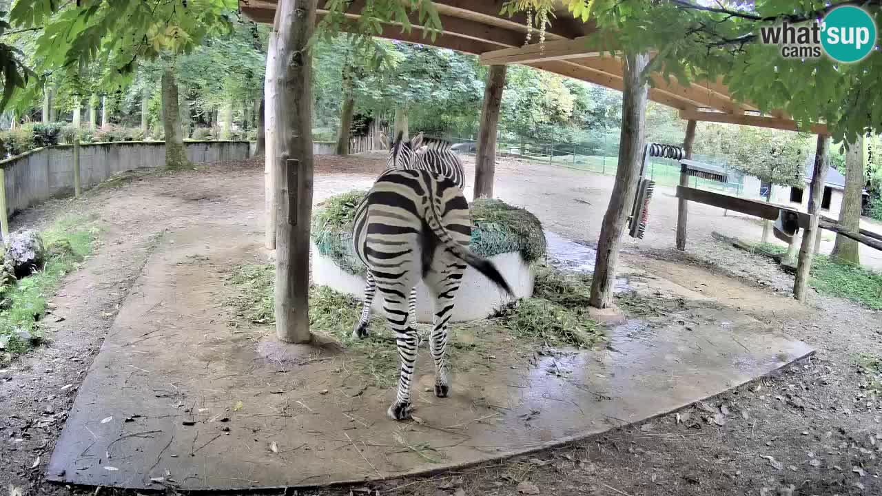 Camera en vivo Cebras in Ljubljana ZOO – Eslovenia