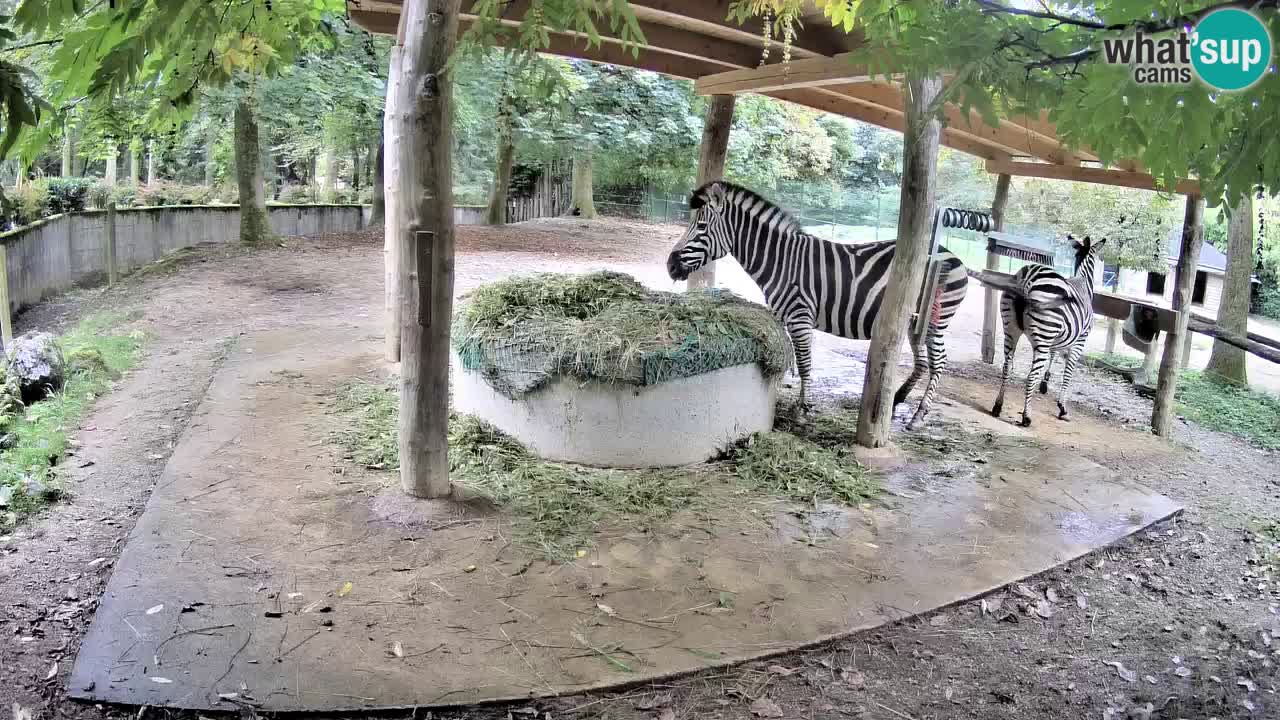 Live webcam Zebras in Ljubljana ZOO – Slovenia