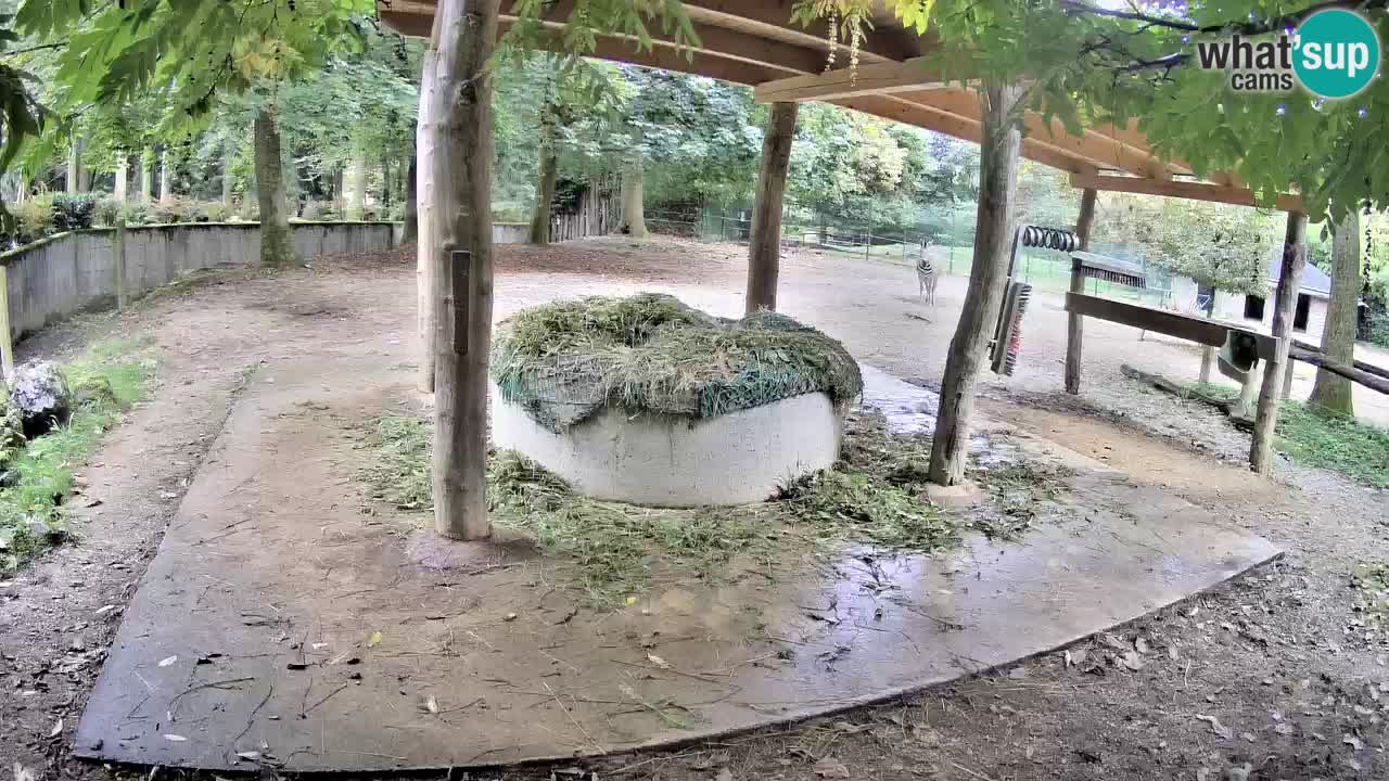 Live webcam Les zèbres in Ljubljana ZOO – Slovénie