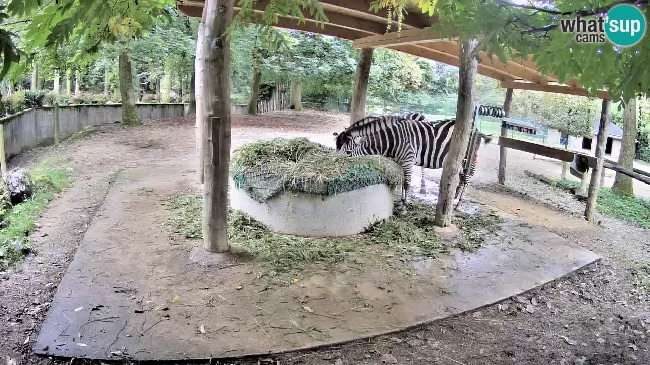Live webcam Zebras in Ljubljana ZOO – Slovenia