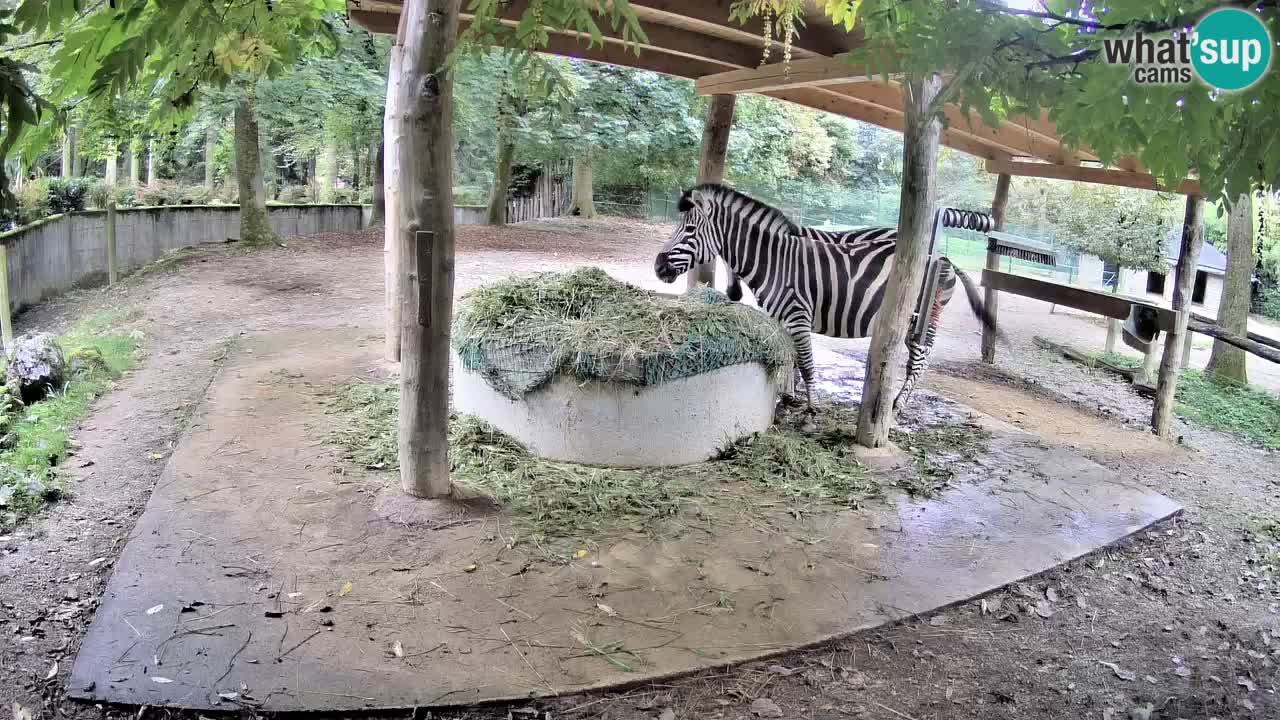 Camera en vivo Cebras in Ljubljana ZOO – Eslovenia
